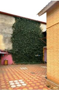 Зеленый дом - 71