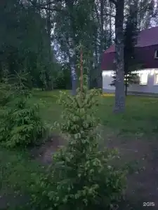 Березовая роща - 13