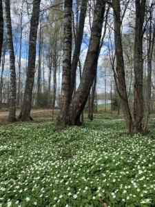 Изба на Опушке - Хутор Пралище - 205