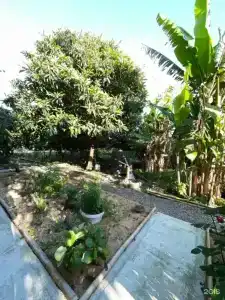 Citrus Tree - 22