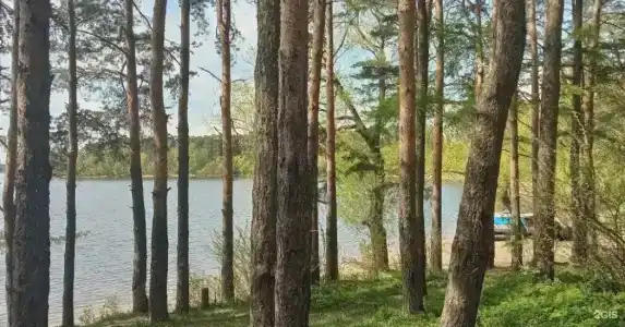 Смородина - 42