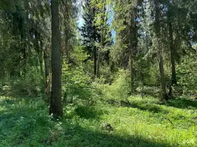 Лесная тропа - 137