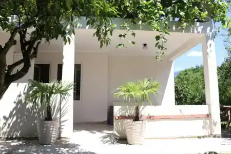 Citrus Tree - 6