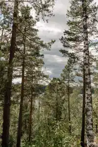 Villy Uley Karelia (Вили Улей Карелия) - 3