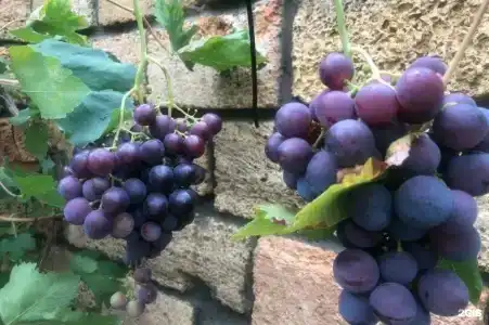 Вилла Лаванда - 22