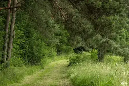 Тихий Лес - 6