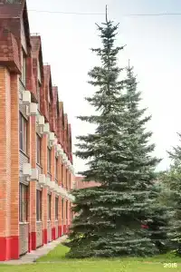 Сусанин - 16