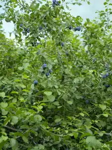 Тридевятое Царство - 179