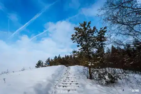 Донской лес - 17