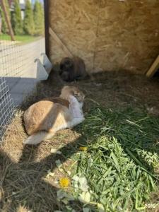 PavLove Village - 111