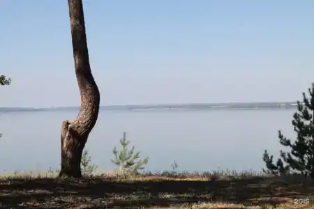 Сосновый бор - 22
