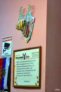 Вежливый Лось на Ботаническом саду - 15