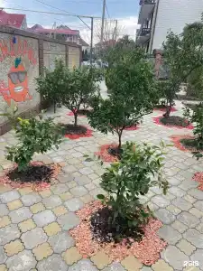 Мандарин - 6