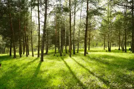 Золотой Куркозель - 16