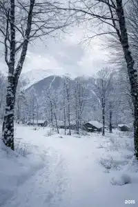 Эхо леса - 35