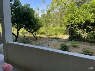 Citrus Tree - 29
