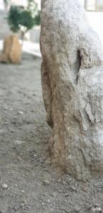 Зеленый дом - 36