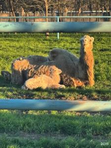 Экопарк Великокняжеский Остров - 10