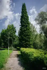 Березки - 6
