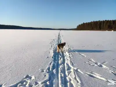 Медвежья Лапа - 9
