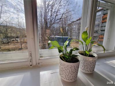 Loparochka - 121