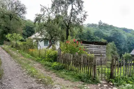 Груша - 35