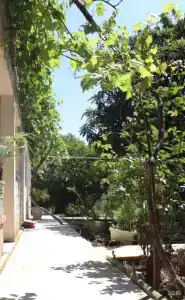 Citrus Tree - 14