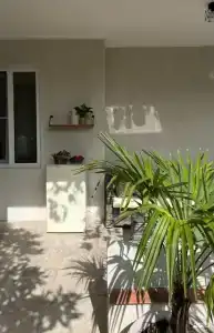 Citrus Tree - 28