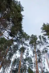 Пруды и сосны - 106