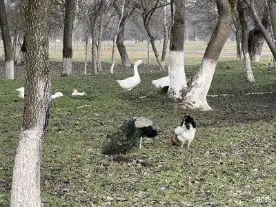 Беной Тревел Озеро - 15