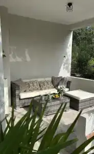 Citrus Tree - 0