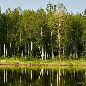 Lato в соснах - 118