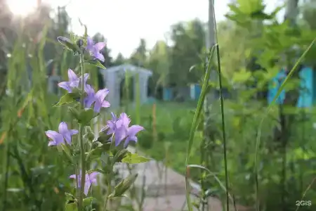 Лесной сон - 51