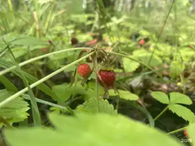 Ягодное - 39