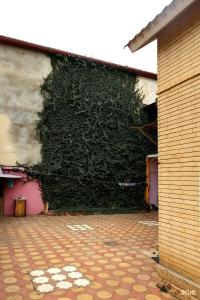 Зеленый дом - 67