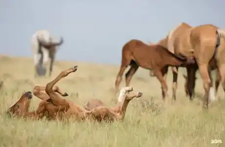 Экопарк Великокняжеский Остров - 8