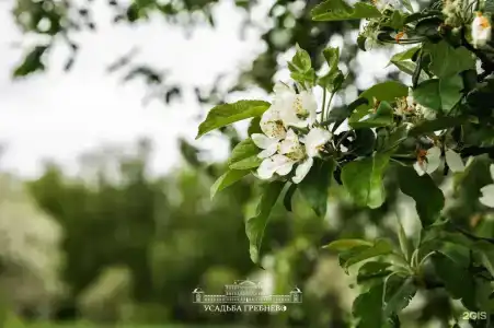 Усадьба Гребнево - 124