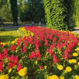Сосновый бор - 22