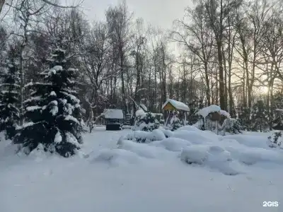 Березовая роща - 31