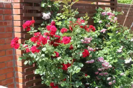 Золотая Гавань - 8