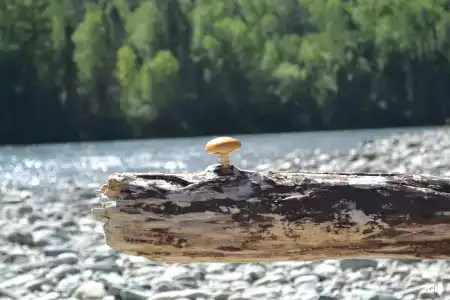 Сосновый бор - 34