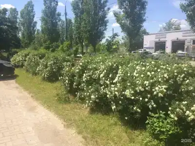 Мещера - 67
