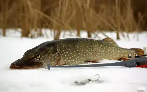 Янисъярви - 67