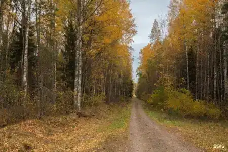 Дубки - 34
