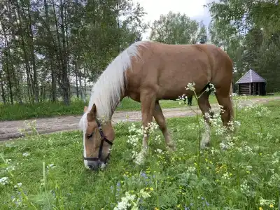 Верхнее Никольское - 28