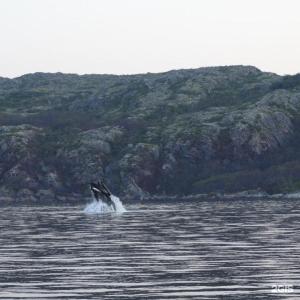 Арктик Хоум - 62