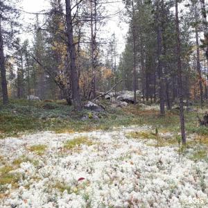 Арктик Хоум - 108