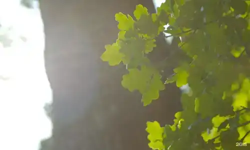 Салтыковка Forest Club - 53