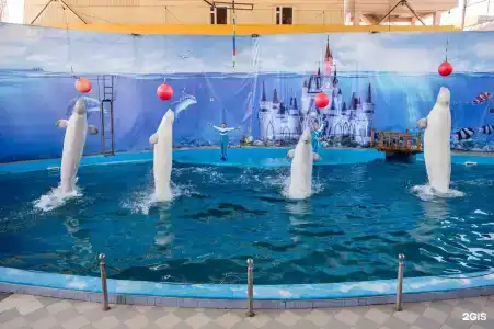 Дельфин - 78