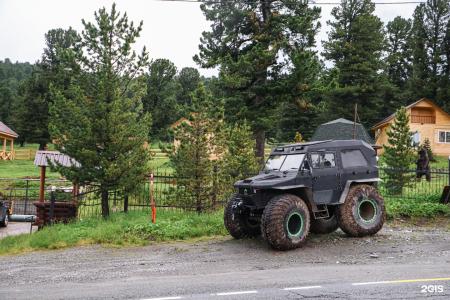 Золотой Кедр - 86